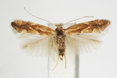 Phyllonorycter salictella