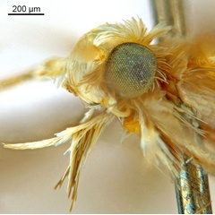 /filer/webapps/moths_gc/media/images/C/cairna_Diphtheroptila_HT_head2_ANIC.jpg