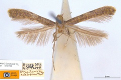 Caloptilia adelosema