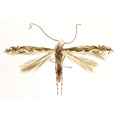 /filer/webapps/moths_gc/media/images/C/caraganella_Micrurapteryx_Knyazev-et-al_2018_265.jpg