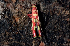 Macarostola noellineae