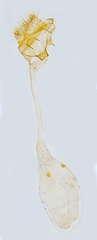 /filer/webapps/moths_gc/media/images/A/anglicella_Parornix_GF_Hall.jpg