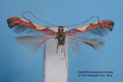 Caloptilia kisoensis