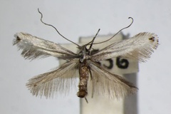 /filer/webapps/moths_gc/media/images/S/scoticella_leucostola_Parornix_A_ZSM.jpg