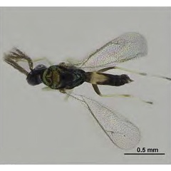 /filer/webapps/moths_gc/media/images/I/issikii_Phyllonorycter_Sympiesis_gordius_Kosheleva_et_al._2022_12.jpg
