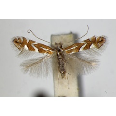 /filer/webapps/moths_gc/media/images/H/hostis_Phyllonorycter_A_ZSM_3.jpg