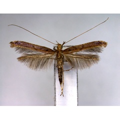 /filer/webapps/moths_gc/media/images/Q/querci_Caloptlia_PT_EIHU.jpg