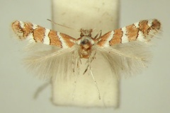 Phyllonorycter brachylaenae