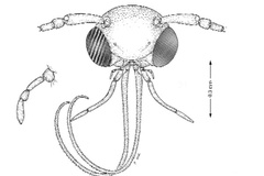 Leurocephala schinusae