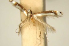 Corethrovalva paraplesia