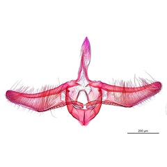 /filer/webapps/moths_gc/media/images/K/kakadu_Crotona_HT_GM_De-Prins-etal_2025_39.jpg