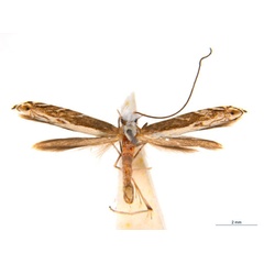 /filer/webapps/moths_gc/media/images/B/breyniphaga_Epicephala_PT1_ANIC_iwKAFDL.jpg