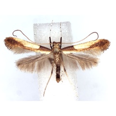 /filer/webapps/moths_gc/media/images/S/sapporella_Caloptilia_A_WJDP.jpg