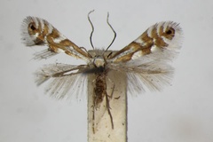 Phyllonorycter alpina