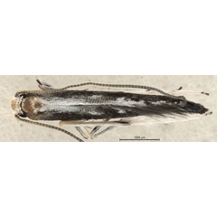 /filer/webapps/moths_gc/media/images/S/spermotrophus_Cuphodes_PT_A2_Triberti-etal_2026_126.jpg