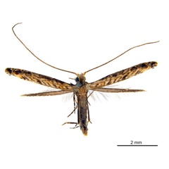 /filer/webapps/moths_gc/media/images/D/djabu_Diphtheroptila_HT_ANIC.jpg