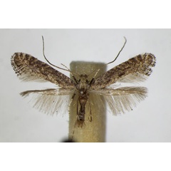 /filer/webapps/moths_gc/media/images/C/carpinella_Parornix_A_ZSM_2.jpg