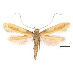 /filer/webapps/moths_gc/media/images/A/augeas_Caloptilia_PT_RMNH.INS.25561_Guiguet_2026_118.jpg