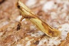 Caloptilia honoratella