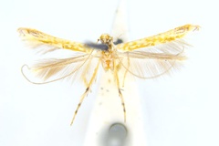 Cuphodes maculosa