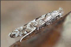 Phyllonorycter pastorella