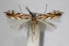Phyllonorycter distentella