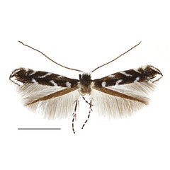 /filer/webapps/moths_gc/media/images/R/robiniella_Parectopa_A_Kirichenko-et-al_2016_112.jpg