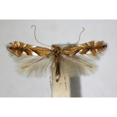 /filer/webapps/moths_gc/media/images/B/belotella_joviella_Phyllonorycter_A_ZSM_4.jpg