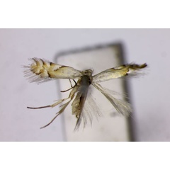 /filer/webapps/moths_gc/media/images/C/clemensella_Phyllonorycter_A_BMNH.jpg