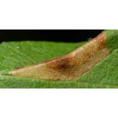 /filer/webapps/moths_gc/media/images/D/diversella_Phyllonorycter_mine1_Eiseman_2025_1849.jpg