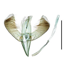 /filer/webapps/moths_gc/media/images/P/purpureus_Caloptilia_GM_HT_Kim-etal_2022b.jpg