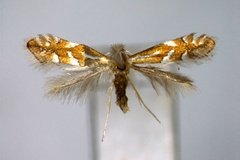 Phyllonorycter salicicolella