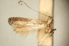Graphiocephala strigifera