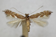 Phyllonorycter endryella