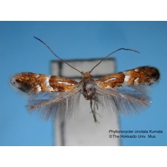 /filer/webapps/moths_gc/media/images/C/cinctata_Phyllonorycter_HT_EIHU.jpg