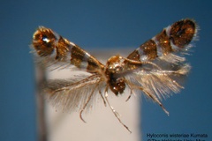 Hyloconis wisteriae
