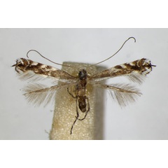 /filer/webapps/moths_gc/media/images/G/gradatella_Micrurapteryx_A_ZSM.jpg