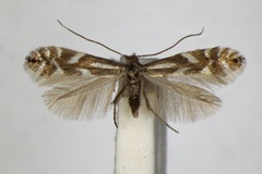 Phyllonorycter alpina
