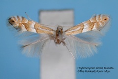 Phyllonorycter similis