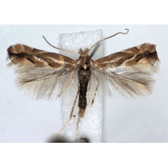 /filer/webapps/moths_gc/media/images/S/salictella_Phyllonorycter_A_WJDP.jpg