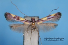 Caloptilia geminata