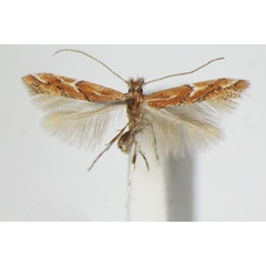 /filer/webapps/moths_gc/media/images/B/brunnea_Phyllonorycter_A_ZSM_3.jpg