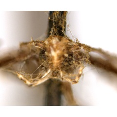 /filer/webapps/moths_gc/media/images/L/leptalea_Acrocercops_ST1_head_ANIC.jpg