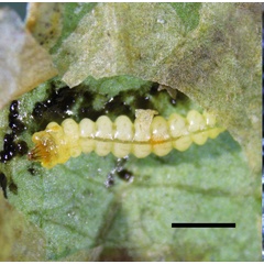 /filer/webapps/moths_gc/media/images/C/corni_Cameraria_Larva1_Sawada-etal_2024_189.jpg