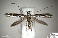 Stomphastis thraustica