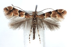 Phyllonorycter trifasciella