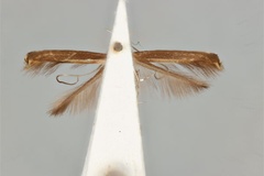 Acrocercops fluorescens
