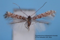 Eumetriochroa kalopanacis