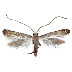 /filer/webapps/moths_gc/media/images/D/dorsilineella_Dextellia_M_Falck_2025_701_7.jpg