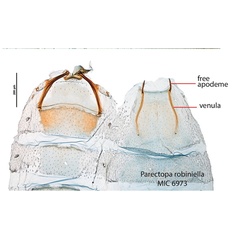 /filer/webapps/moths_gc/media/images/R/robiniella_Parectopa_GF_Kirichenko-et-al_2016_134.jpg